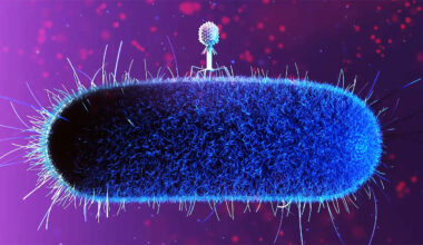 Mutants called 'space phages' could solve the global antibiotic crisis