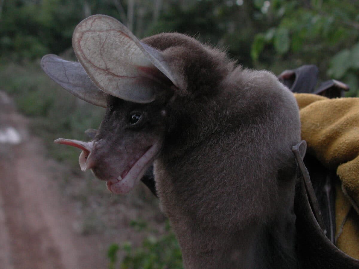 Spectral Bats (vampyrum Spectrum) Are Both The Largest Carnivorous Bat Species And The Western Hemisphere’s Largest Bat