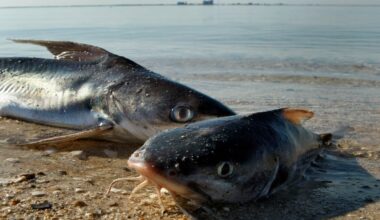 How Florida wildlife survived the freeze