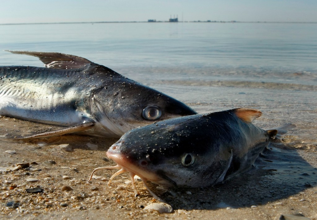 How Florida wildlife survived the freeze