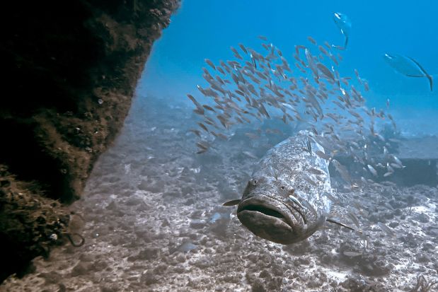 Atlantic goliath grouper fish swim near Boynton Beach, Florida on September 10, 2023. The goliath grouper, a gigantic fish weighing up to 360 kg (793 lbs), is a delight for divers in Florida, but scientists are warning of a declining population in recent years, even though the authorities recently reauthorized its fishing. "Nowhere else is it possible to have a (diving) experience with a fish this big, and this close," Dr. James Locascio of the Mote Marine Laboratory told AFP. (Jesus Olarte/AFP via Getty Images)