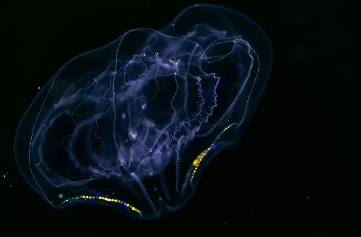 Thalassocalyce Inconstans Scaled