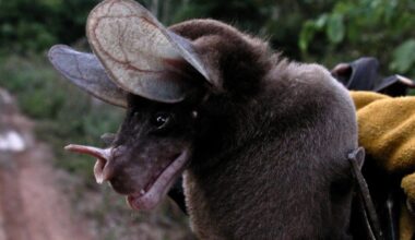 The Largest Carnivorous Bat On Earth Isn’t What Scientists Believed For Years