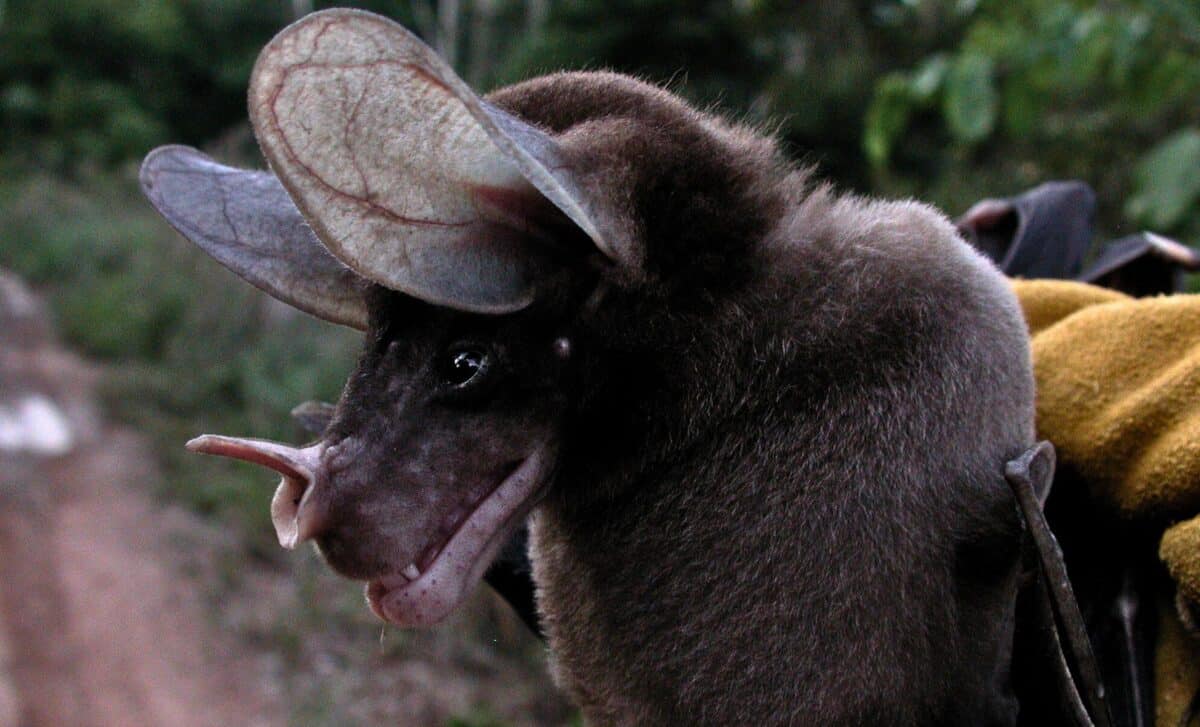 The Largest Carnivorous Bat On Earth Isn’t What Scientists Believed For Years