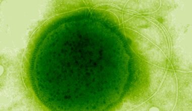 This Extreme Radiation-Resistant Organism Evolved a Remarkable Ability : ScienceAlert