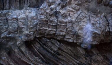 This Long Necked Dinosaur Was Over 90 Feet Long