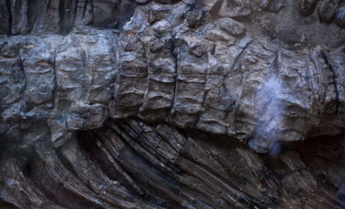 This Long Necked Dinosaur Was Over 90 Feet Long