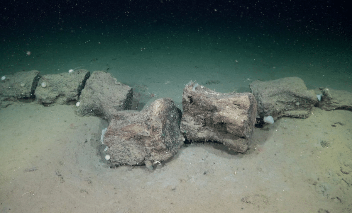 This New Deep Sea Expedition Found Species That Were Completely Unknown To Science