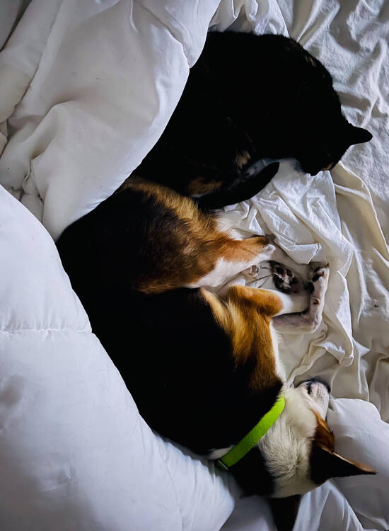 thistleandisla.jpg thistleandisla.jpg