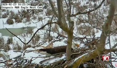 Iroquois National Wildlife Refuge in Orleans and Genesee counties says bald eagle laid first egg
