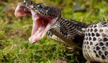 4 Rattlesnake Hotspots In Pennsylvania