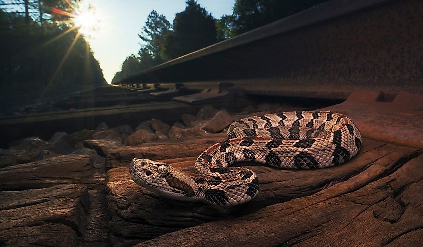 Wild timber rattlesnake (Crotalus horridus).