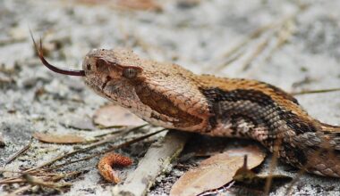 5 Rattlesnake Hotspots In Indiana