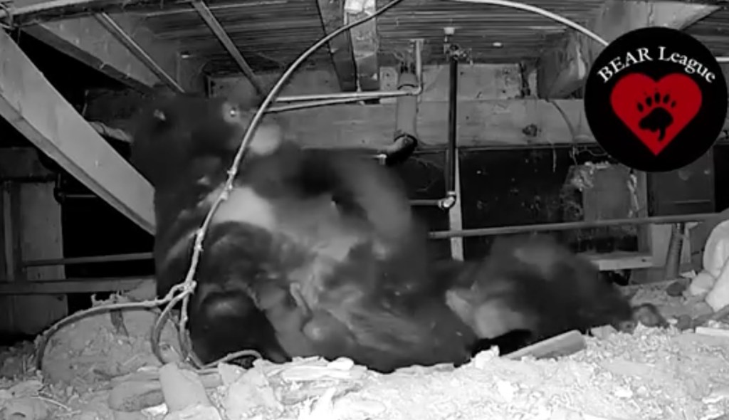 Mama bear Rose and her triplets in a den under a cabin.