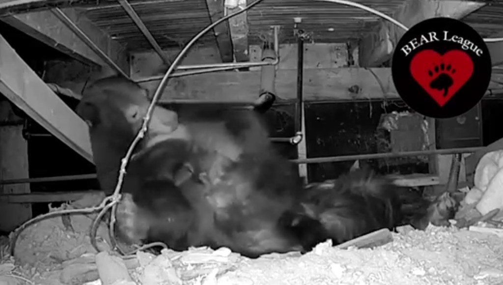 Mama bear Rose and her triplets in their den under a cabin.