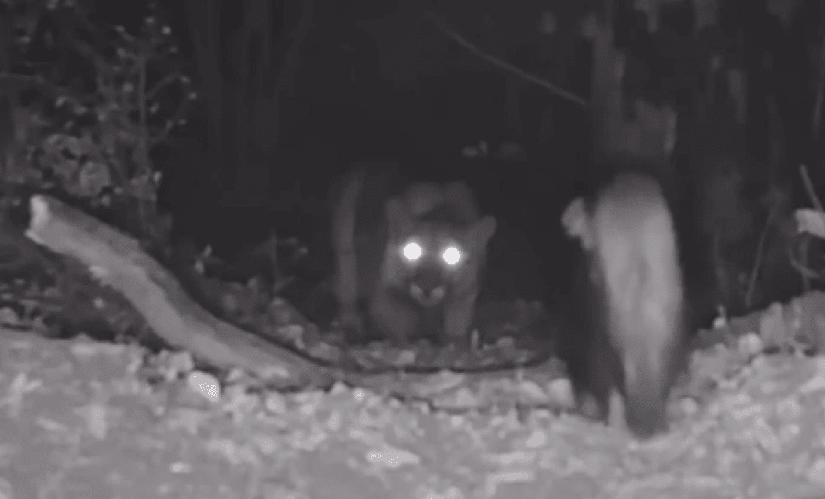 Trail Camera Footage Captures Rare Encounter Between Predator And Prey, Leaving Experts Stunned