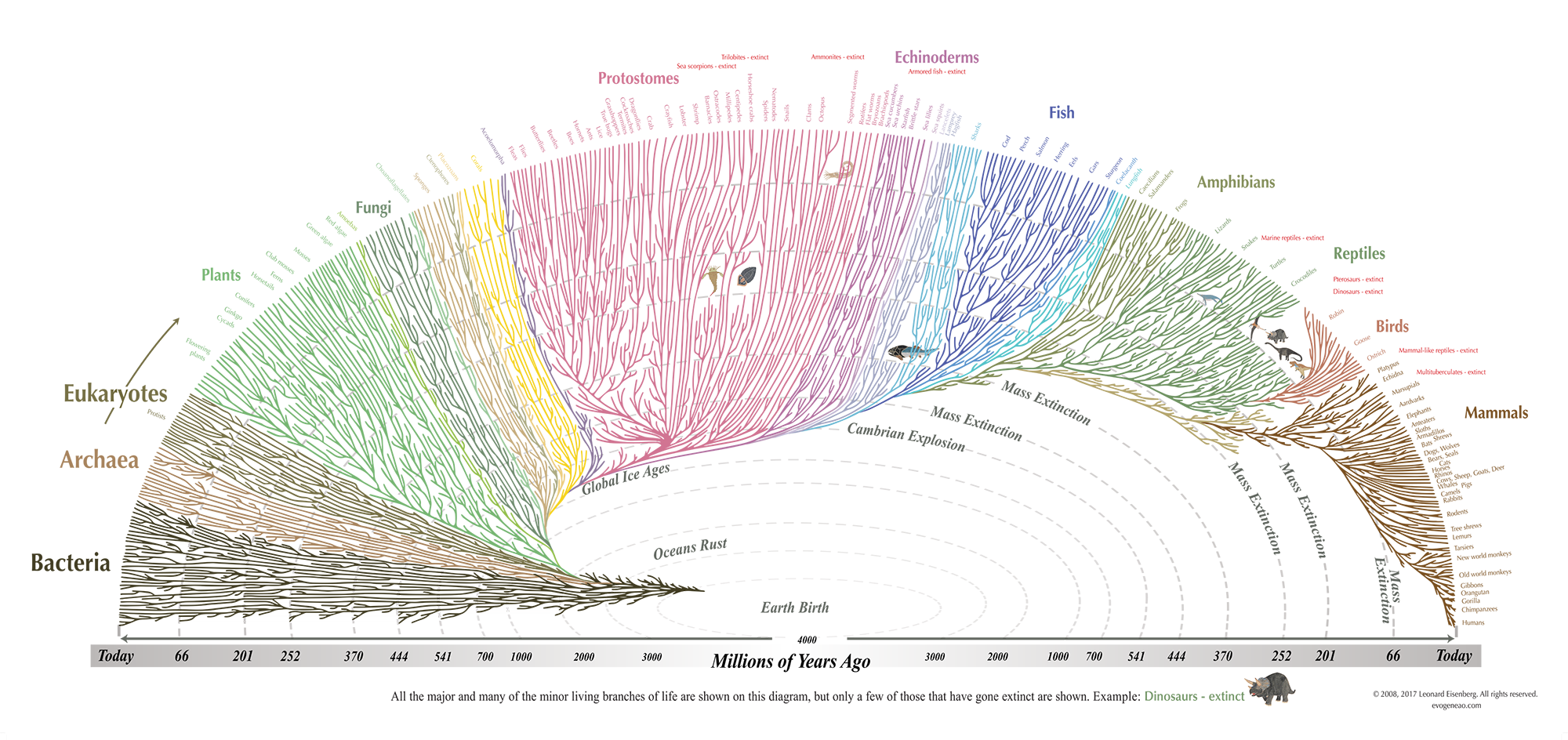 An evolutionary tree diagram illustrating the divergence of various life forms over billions of years.