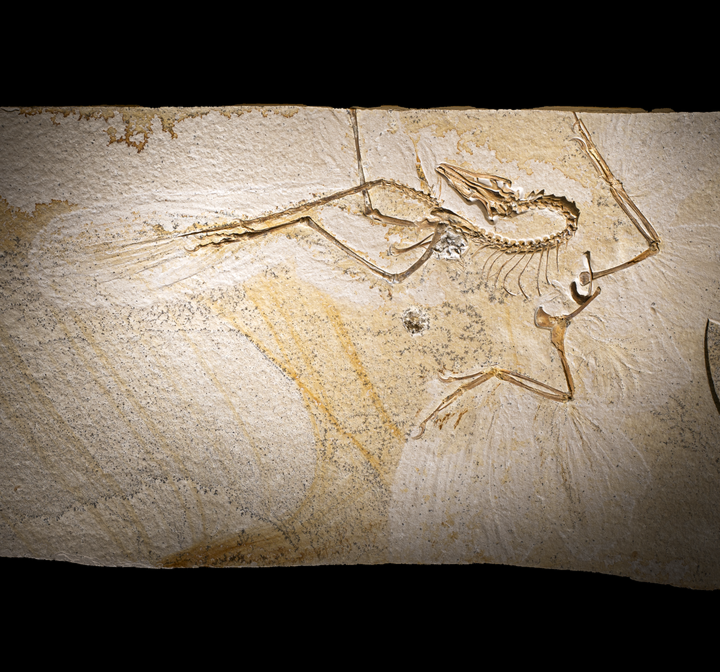 The final prepared fossil slab of the Chicago Archaeopteryx