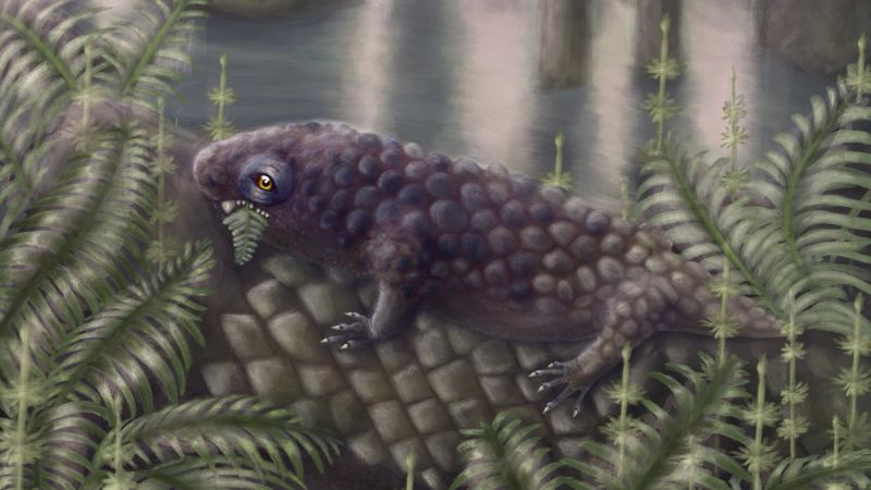 A football-size creature may have been among the earliest plant-eating land animals