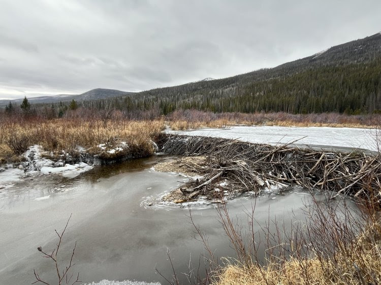 An icy pond releases water through a beaver dam as part of wetlands restoration at Rocky Mountain National Park