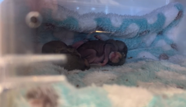 Baby squirrels nesting in car engine