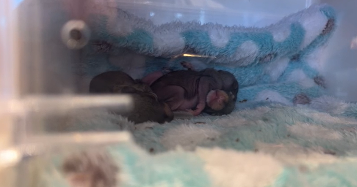 Baby squirrels nesting in car engine