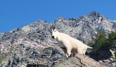 Study documents drastic mountain goat decline in Glacier National Park