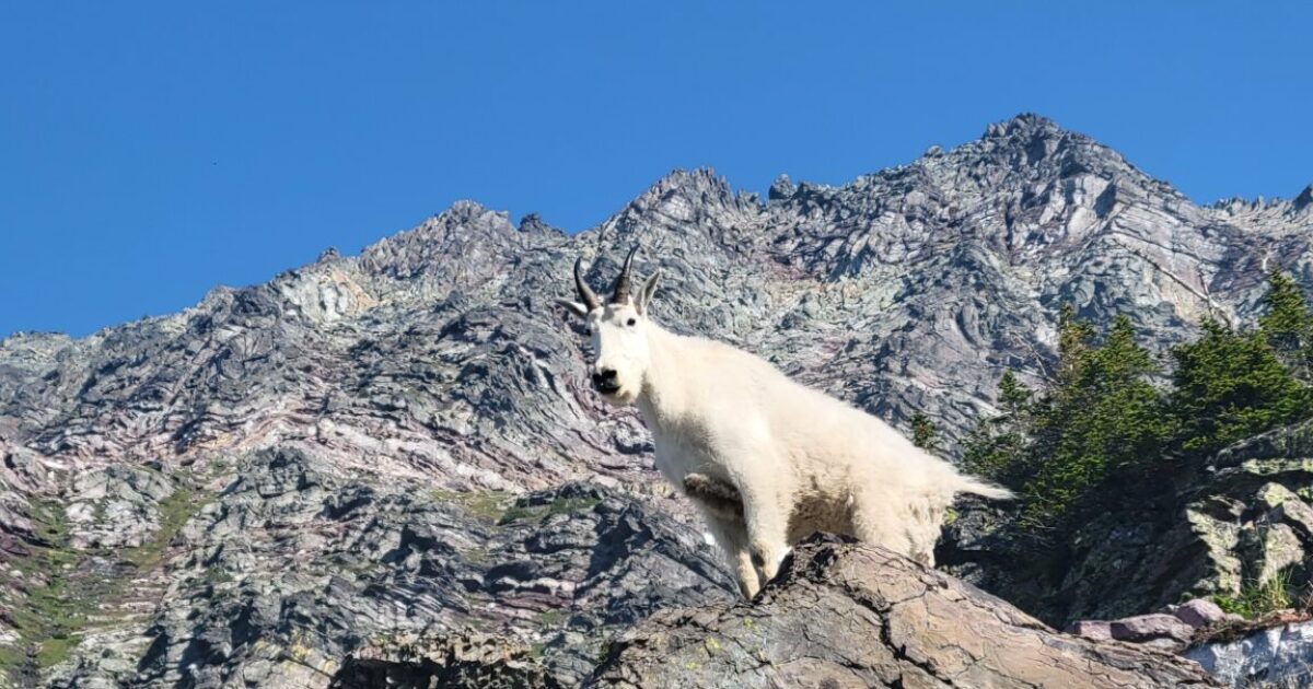 Study documents drastic mountain goat decline in Glacier National Park