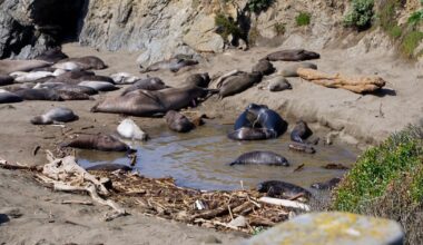 Avian flu detected in elephant seals; officials monitor Central Coast wildlife