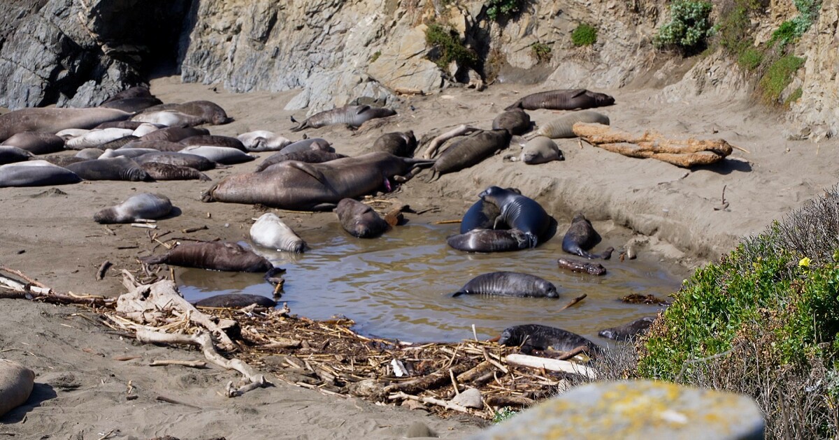 Avian flu detected in elephant seals; officials monitor Central Coast wildlife