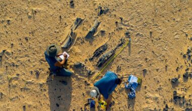 New Spinosaurus species had a massive head crest : NPR