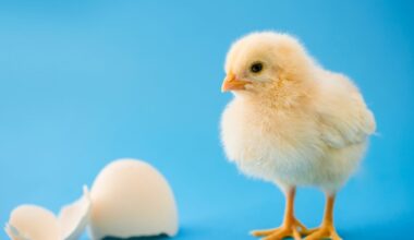 Baby chicks link certain sounds with shapes, just like humans do : NPR