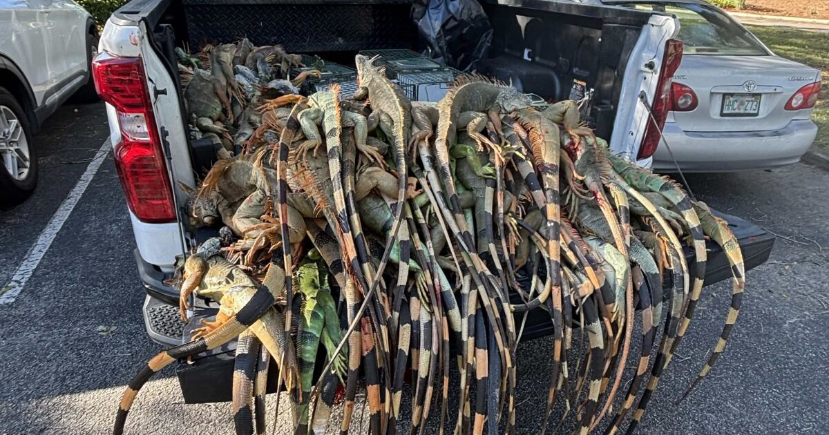 Over 5,000 cold-stunned iguanas turned in across South Florida. Trappers remove thousands more