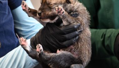 Effort to delist Mexican gray wolves, led by Arizona's Gosar, is advancing in Congress