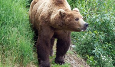Alaska doctor identifies first ‘seal finger’ infection linked to brown bear