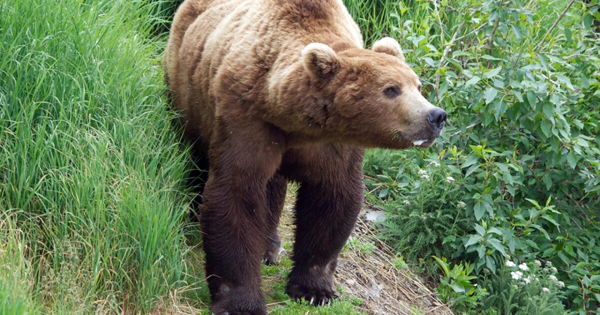 Alaska doctor identifies first ‘seal finger’ infection linked to brown bear