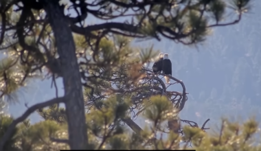 Jackie and Shadow: Hope remains for new life in Big Bear’s famous bald eagle nest