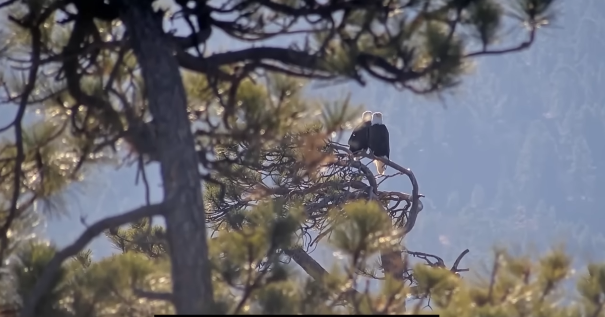 Jackie and Shadow: Hope remains for new life in Big Bear’s famous bald eagle nest