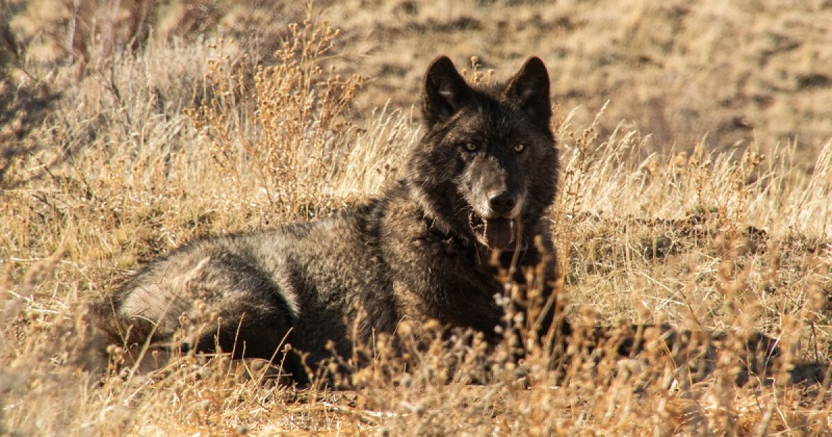 A gray wolf was found in LA County for the first time in 100 years