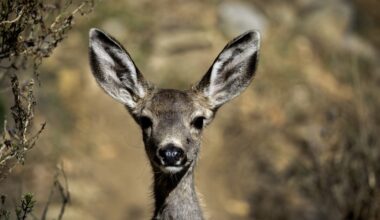 Catalina Island mule deer - LAist