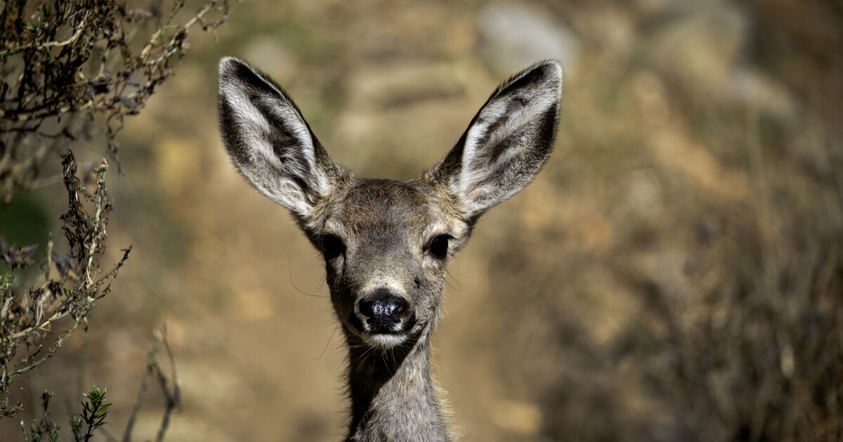 Catalina Island mule deer - LAist