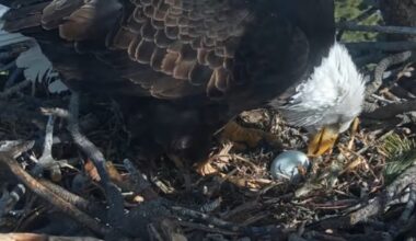Famous bald eagles Jackie and Shadow welcome third egg after losing first two