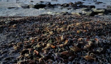 A red tide in South Africa is causing the mass deaths of crayfish