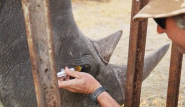 Animal behaviorists help save endangered rhino with unique eyedrop plan