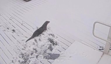 Otters play in snowy Maryland during winter storm