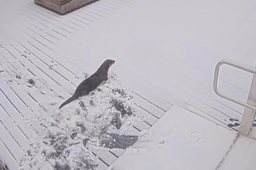 Otters play in snowy Maryland during winter storm