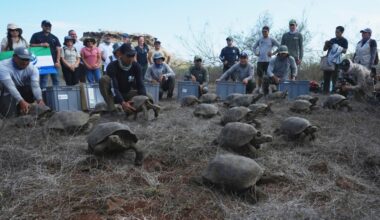 Giant tortoises reclaim Floreana Island in Galápagos after more than 150 years