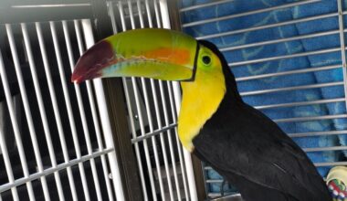 Rescue group catches toucan seen flying around Las Vegas