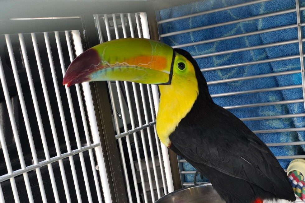 Rescue group catches toucan seen flying around Las Vegas
