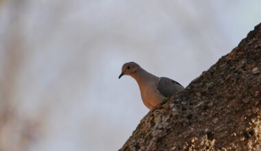 Study finds North American bird populations keep dropping